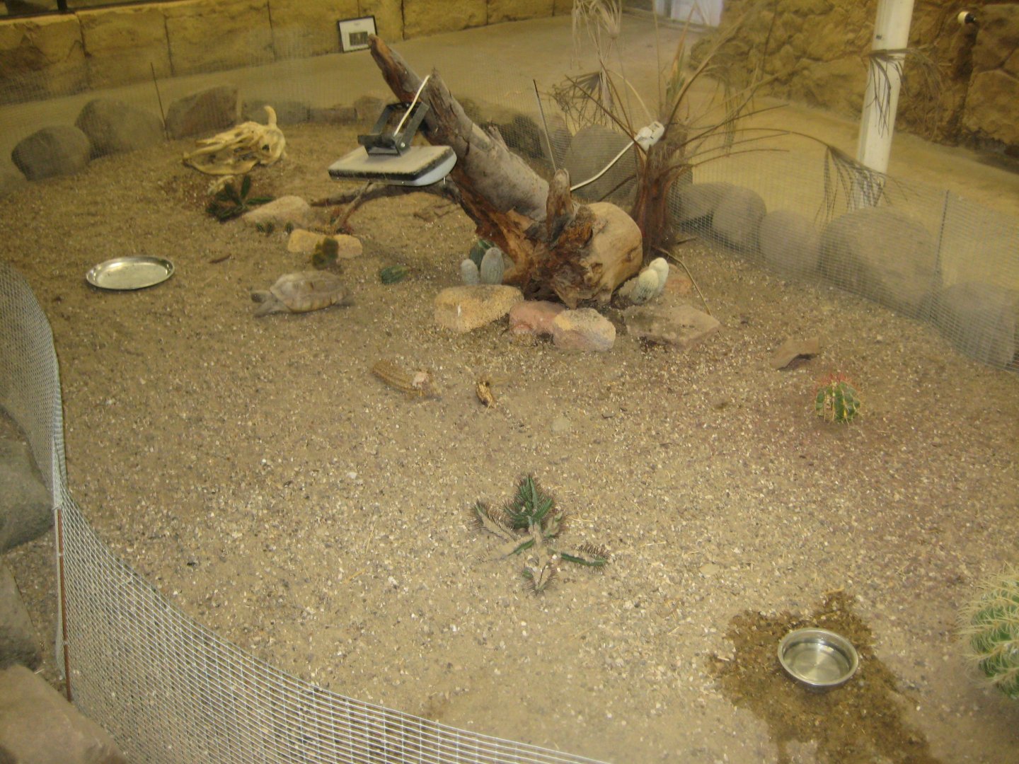Terrariet Vissenbjerg - The desert - Gopher tortoise exhibit