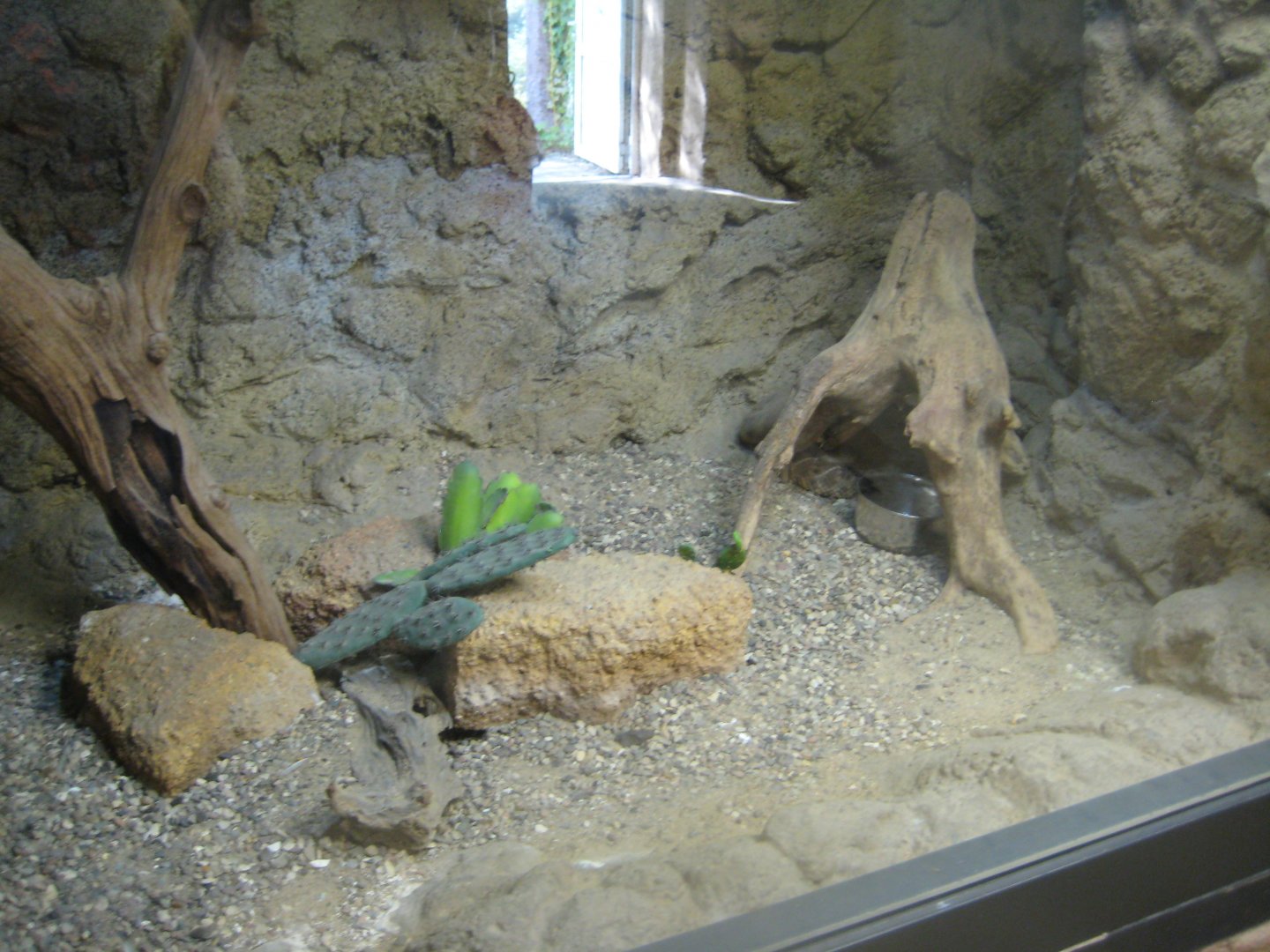 Terrariet Vissenbjerg - The desert - Rattlesnake exhibit #1