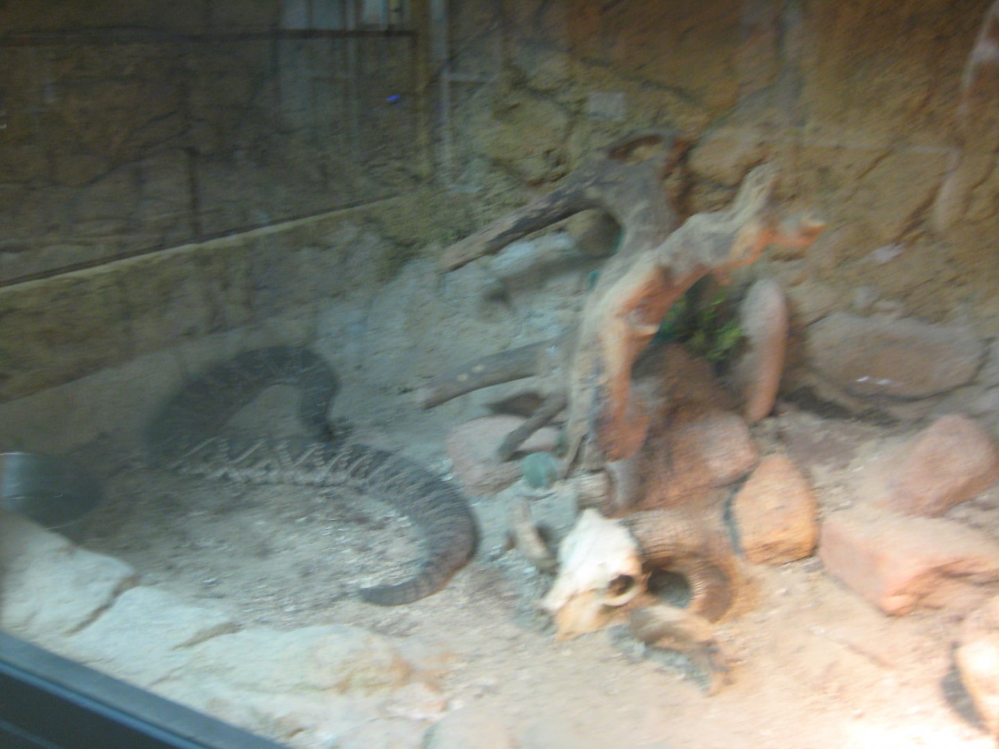 Terrariet Vissenbjerg - The desert - Rattlesnake exhibit #2