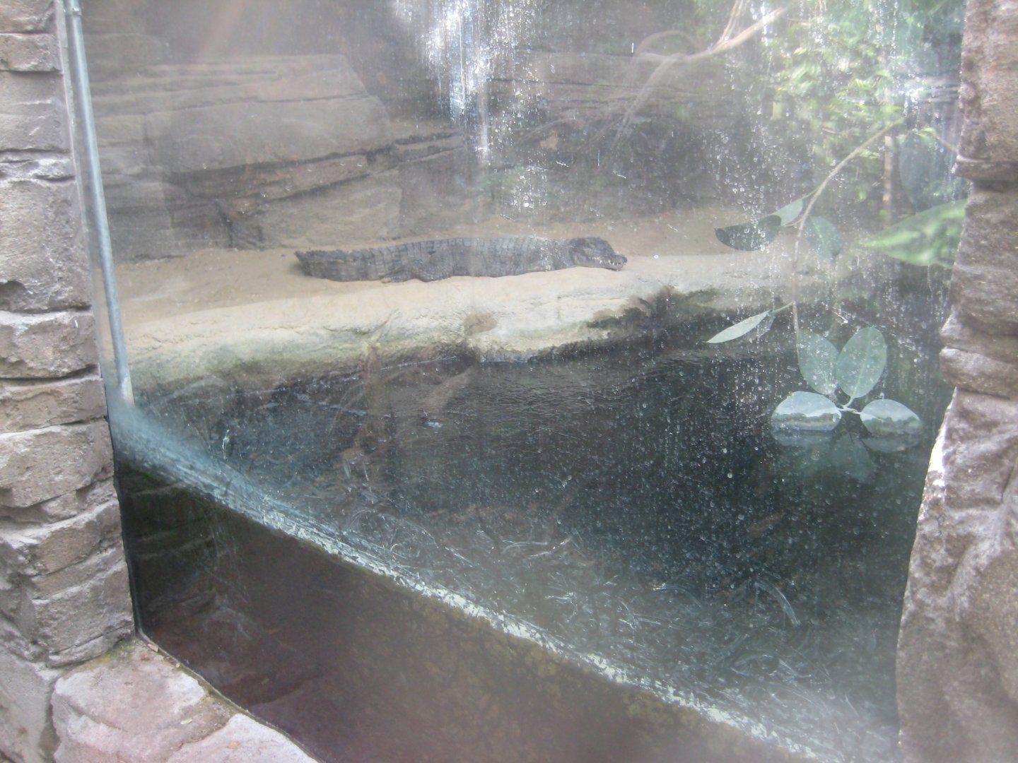 Terrariet Vissenbjerg - The rainforest - Crocodile exhibit