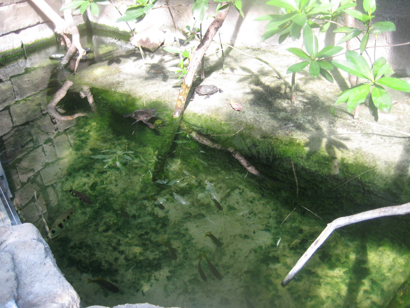 Terrariet Vissenbjerg - The rainforest - Mangrove exhibit