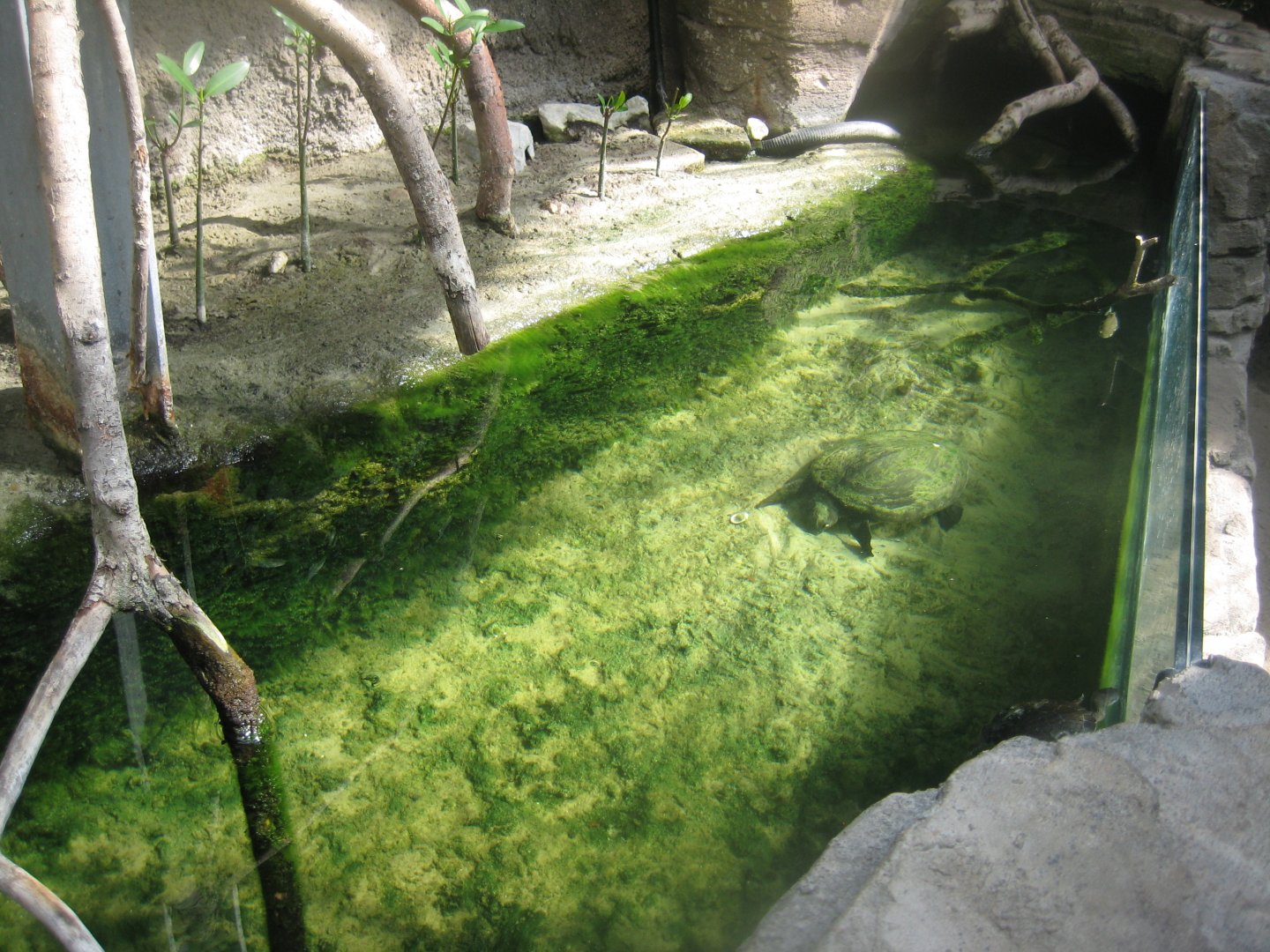 Terrariet Vissenbjerg - The rainforest - Mangrove exhibit