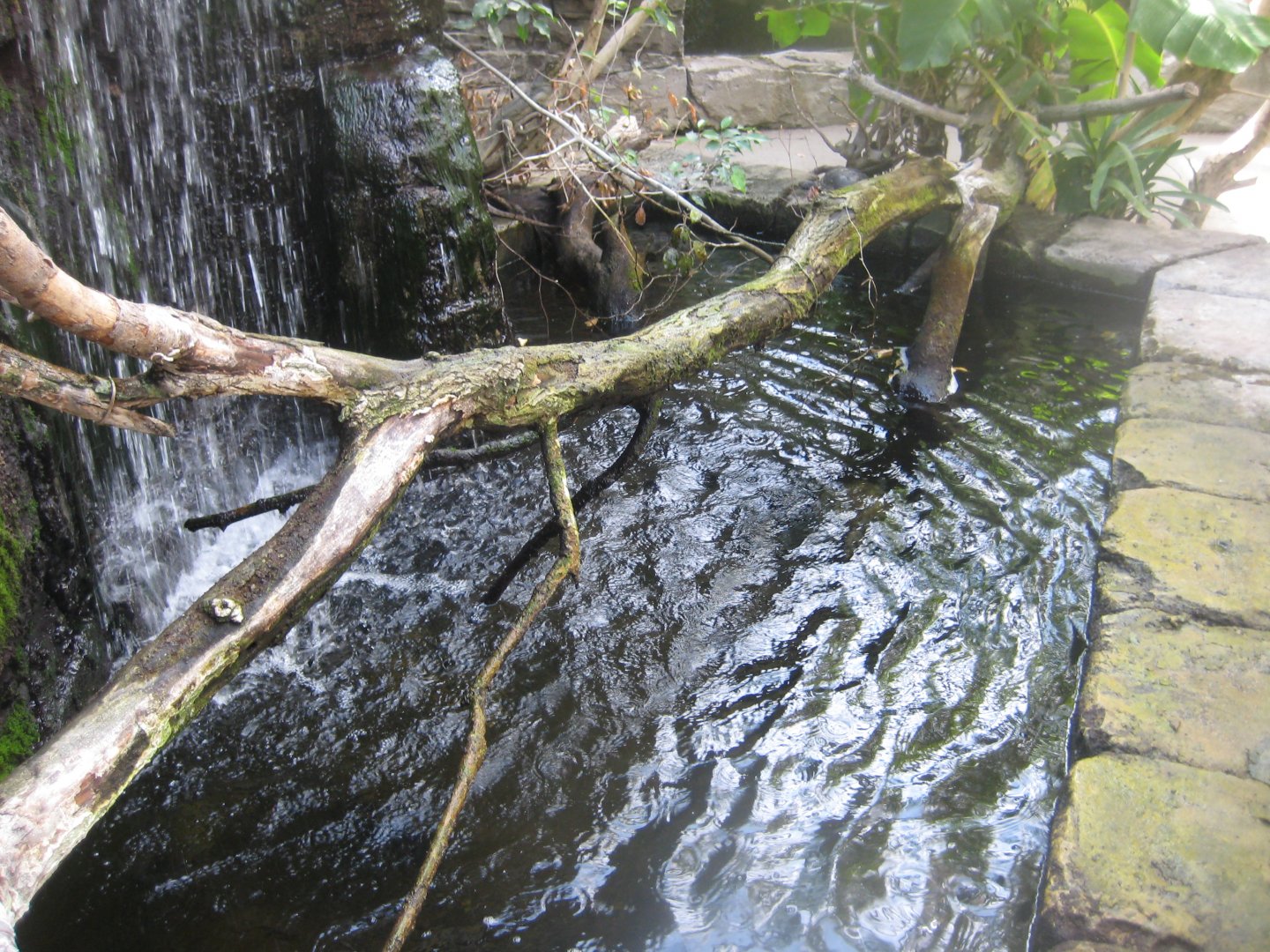 Terrariet Vissenbjerg - The rainforest - Waterfall pond