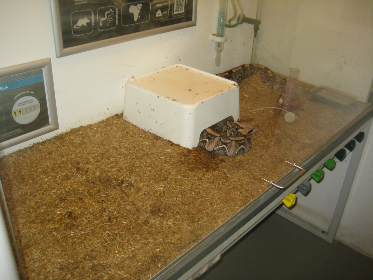 Terrariet Vissenbjerg - The venom lab - Gaboon viper exhibit