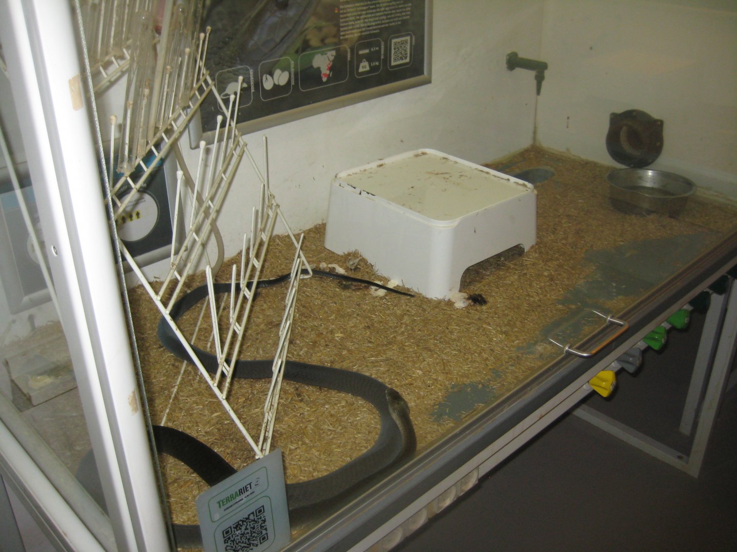Terrariet Vissenbjerg - The venom lab - Mamba exhibit