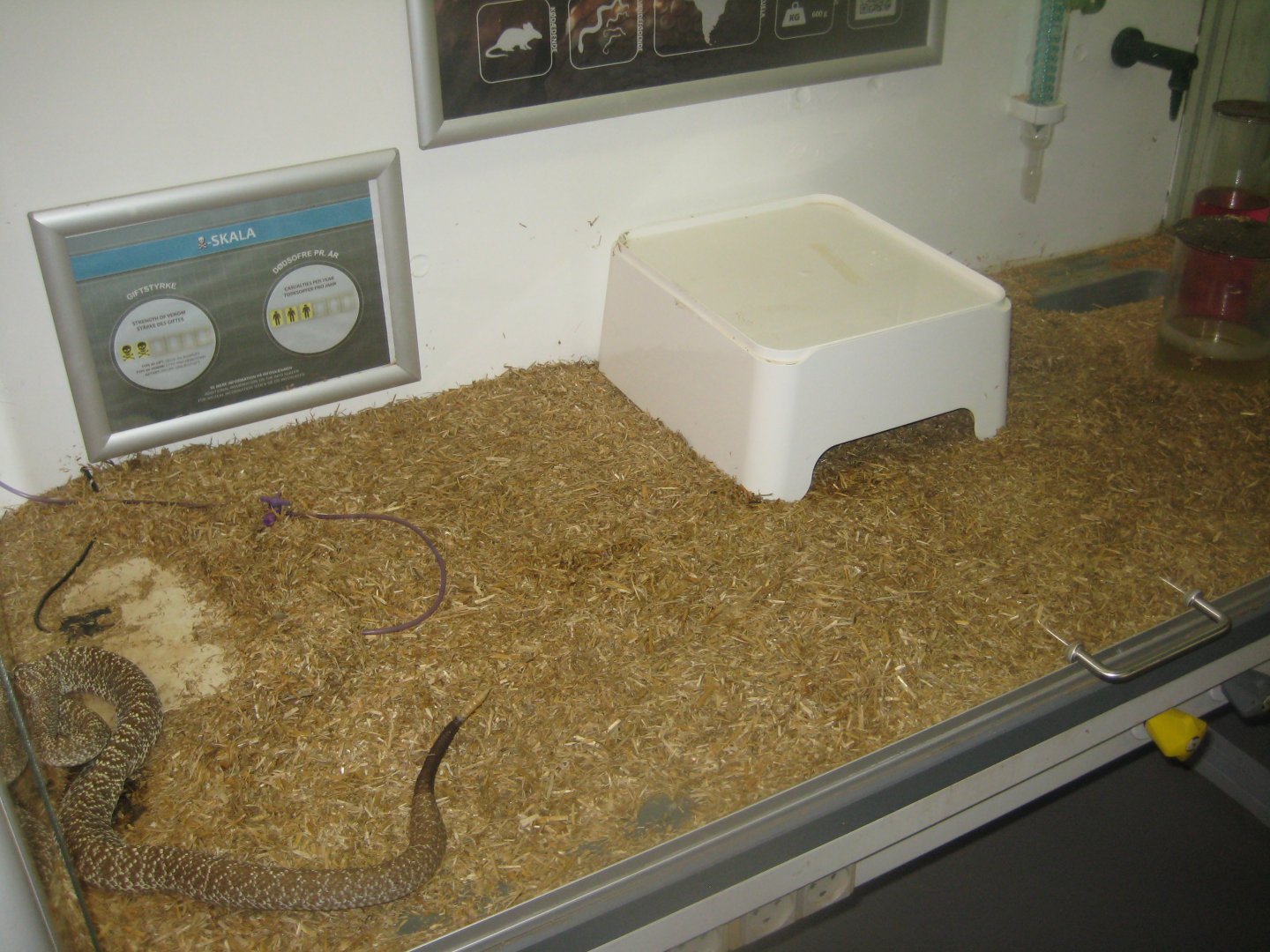 Terrariet Vissenbjerg - The venom lab - Rattlesnake exhibit