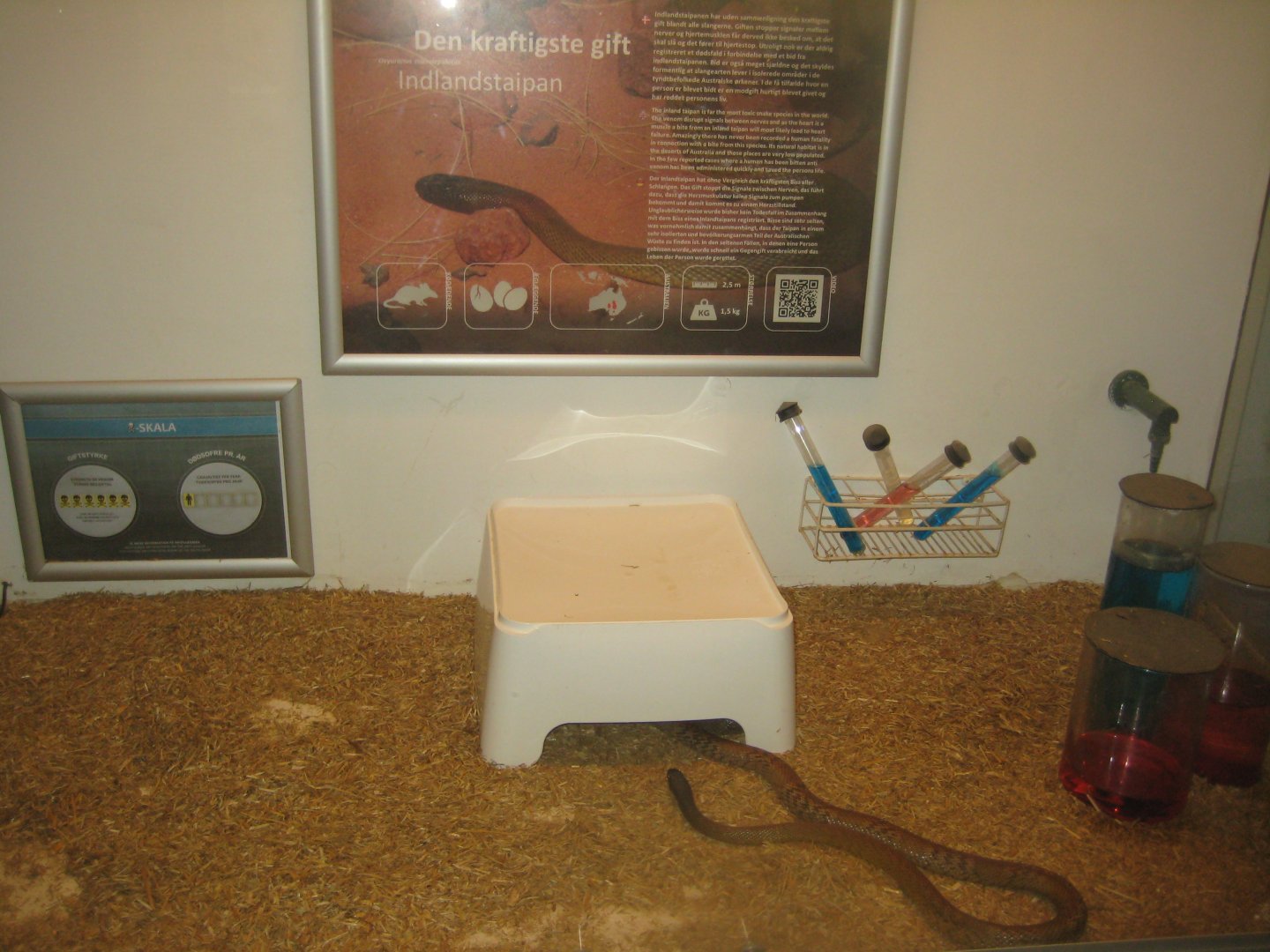 Terrariet Vissenbjerg - The venom lab - Taipan exhibit