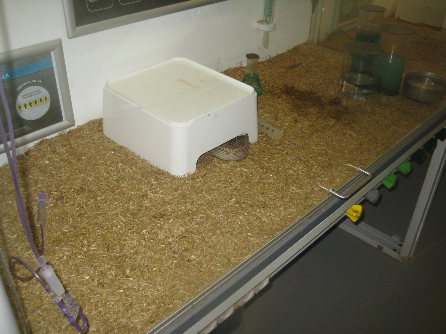 Terrariet Vissenbjerg - The venom lab - Viper exhibit