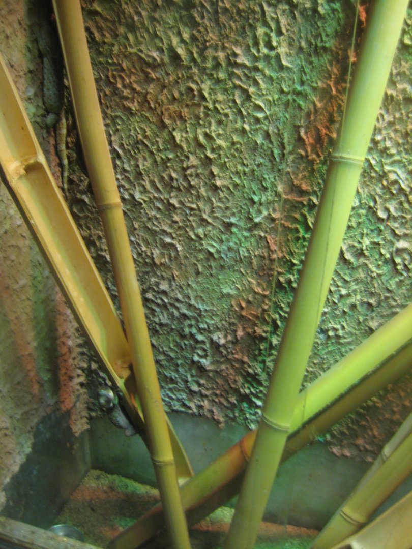 Terrariet Vissenbjerg - Tokay exhibit