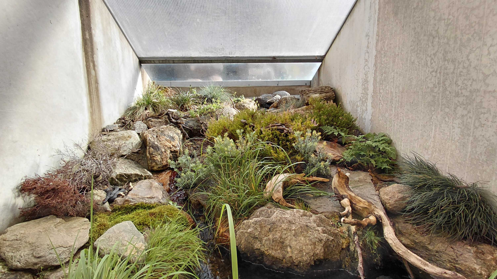 Terrarium - adder + Alpine newt exhibit
