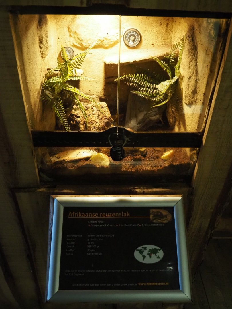 Terrarium African giant land snail