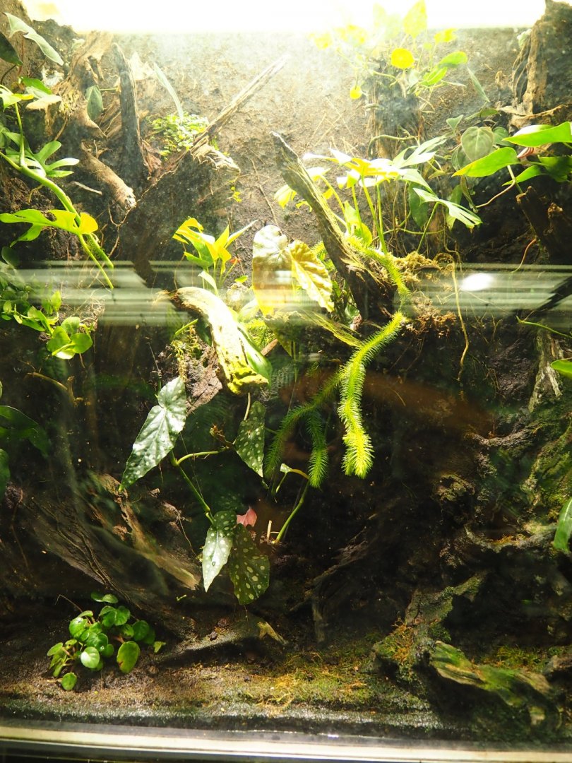 Terrarium Amazonian tree frogs (Oct 13th, 2018)