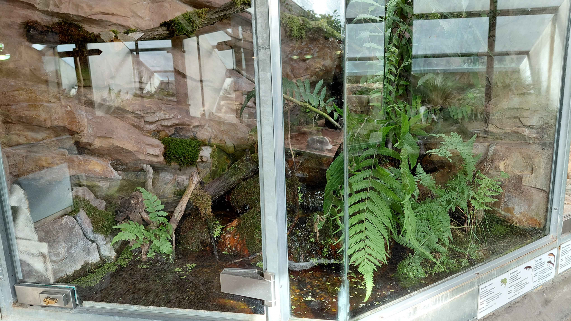 Terrarium - amphibian exhibit