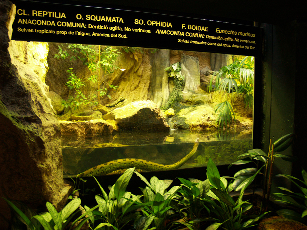 Terrarium - anaconda
