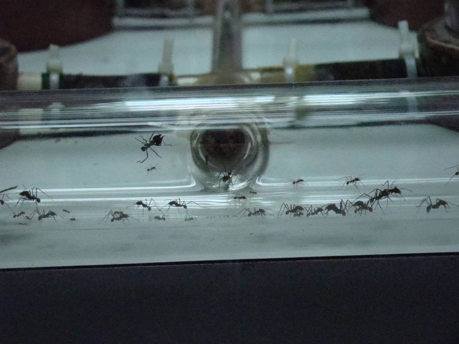 Terrarium: Atta sexdens rubropilosa