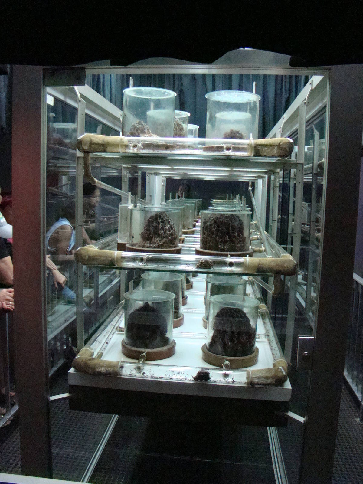 Terrarium: Atta sexdens rubropilosa