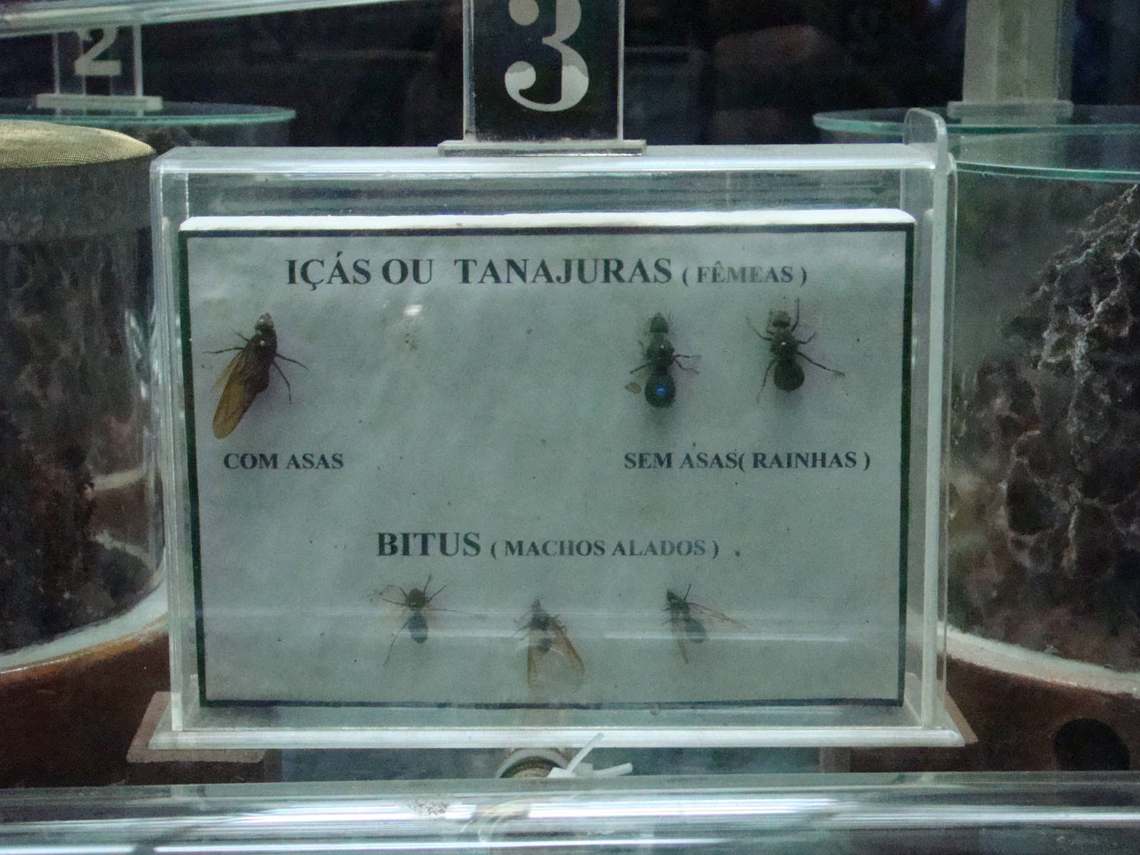 Terrarium: Atta sexdens rubropilosa