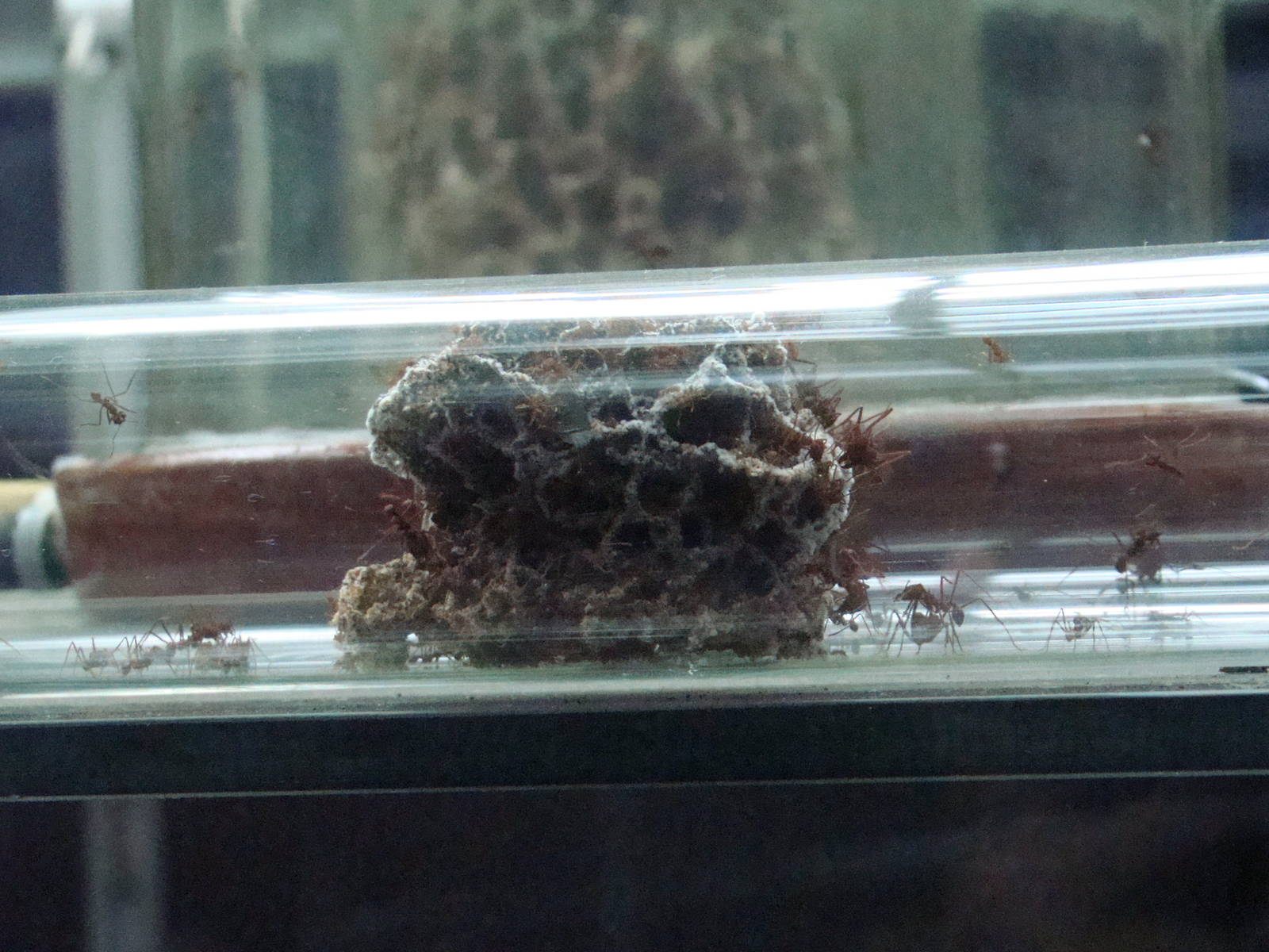 Terrarium: Atta sexdens rubropilosa