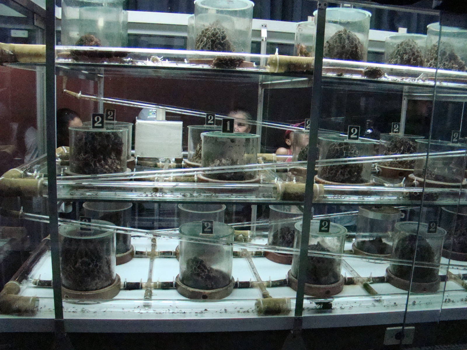 Terrarium: Atta sexdens rubropilosa