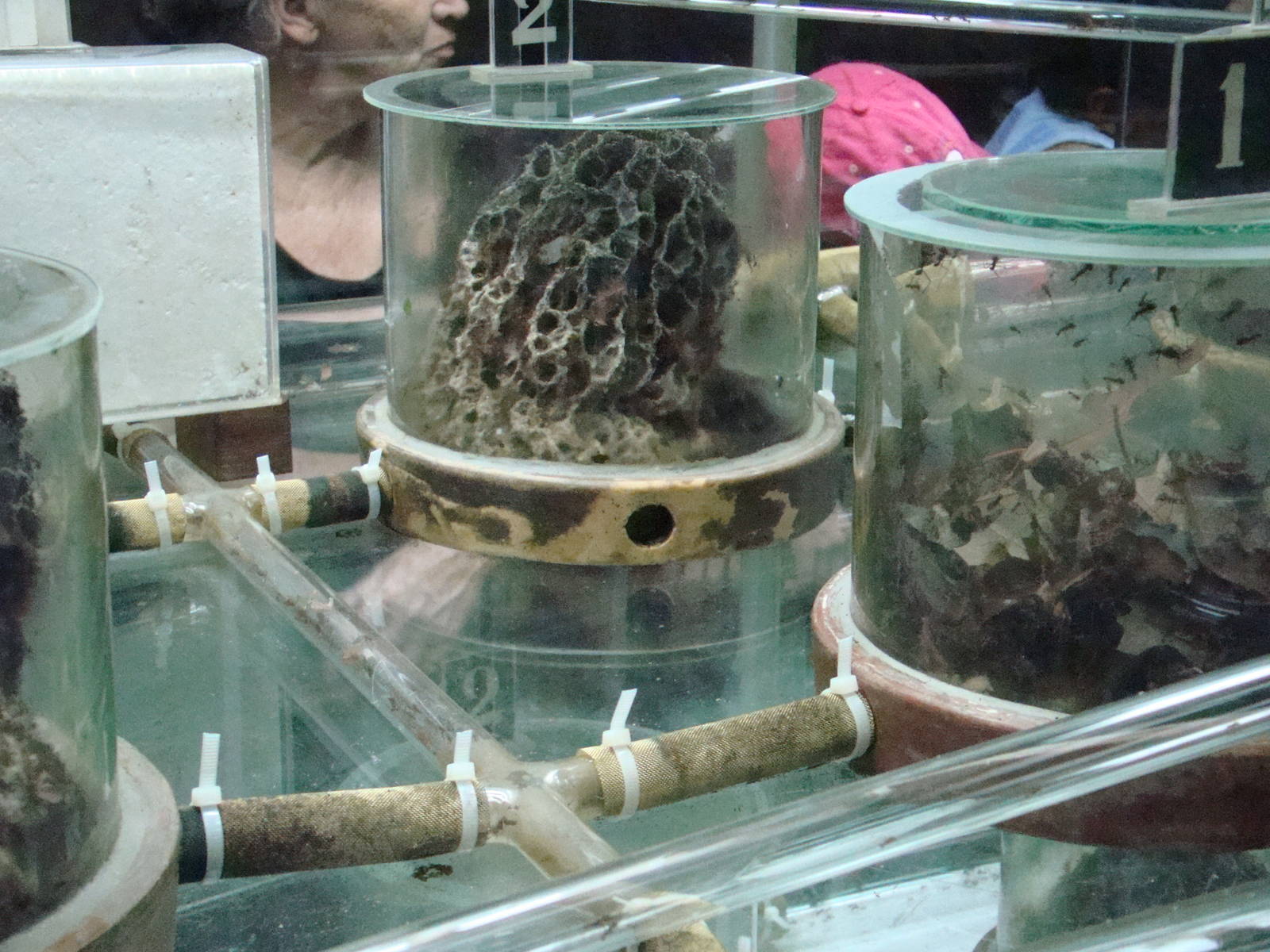 Terrarium: Atta sexdens rubropilosa