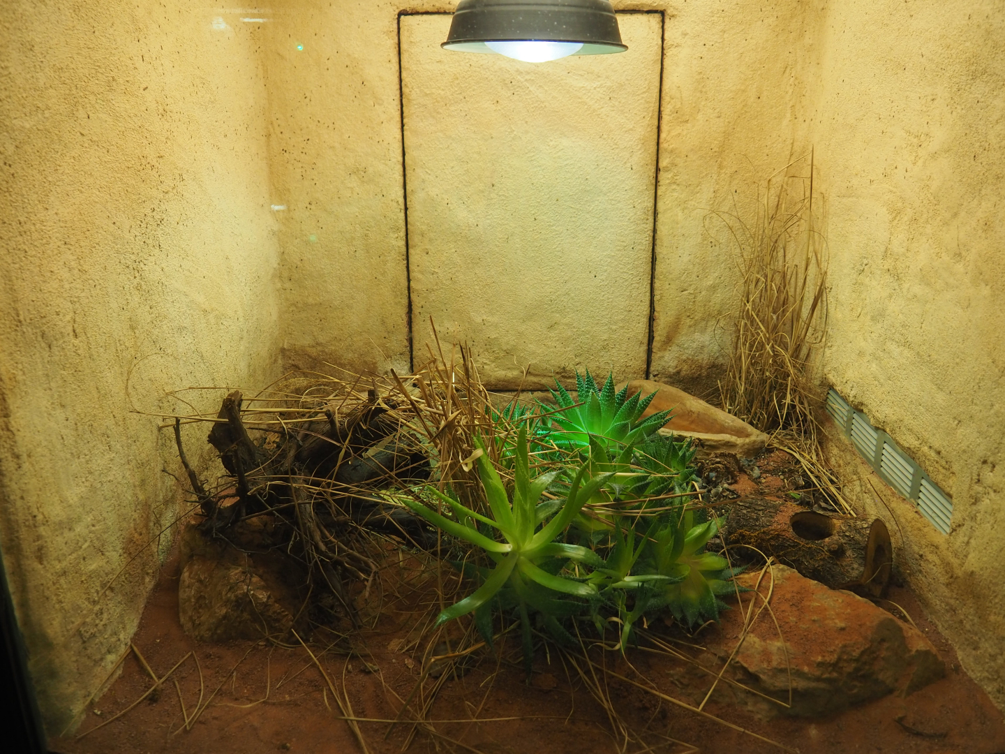 Terrarium Baja rosy boa, 2019-12-30