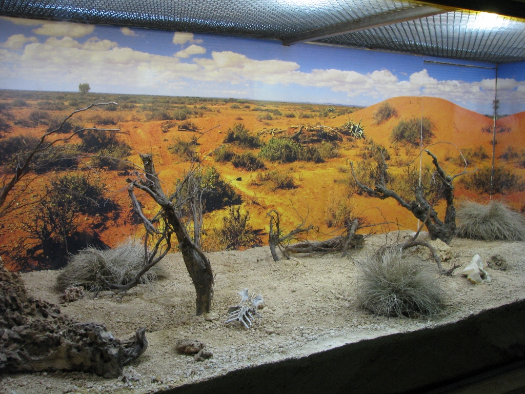 Terrarium, Black-headed Python Enclosure