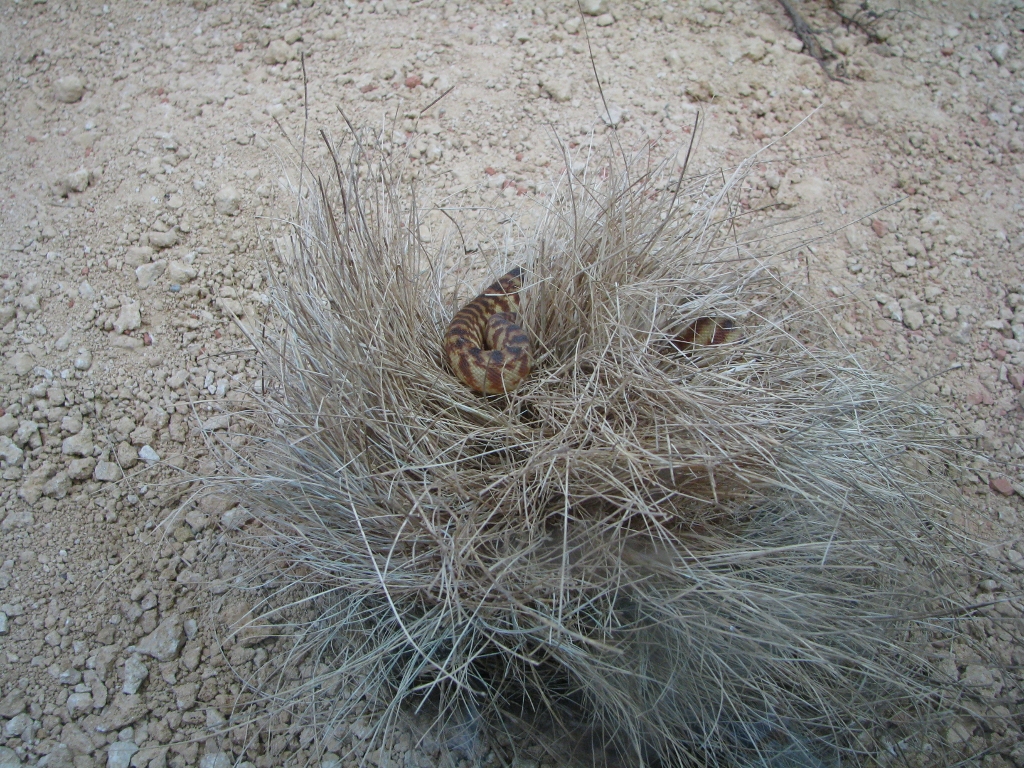 Terrarium, Black-headed Python
