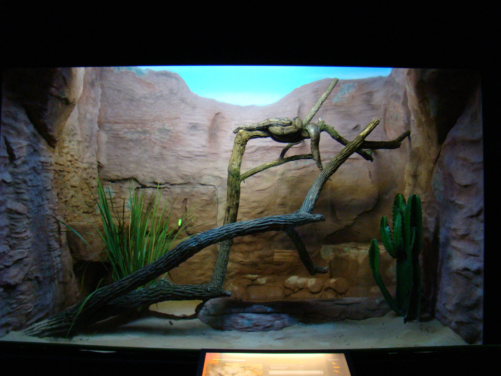 Terrarium Boa constrictor amaral