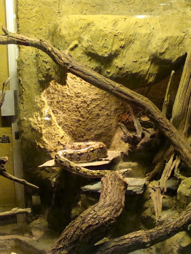 Terrarium - Boa constrictor