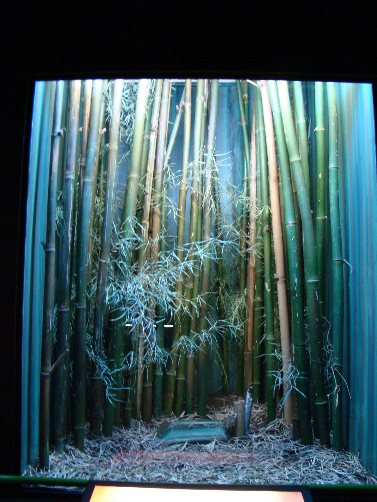 Terrarium Bothrops alternatus