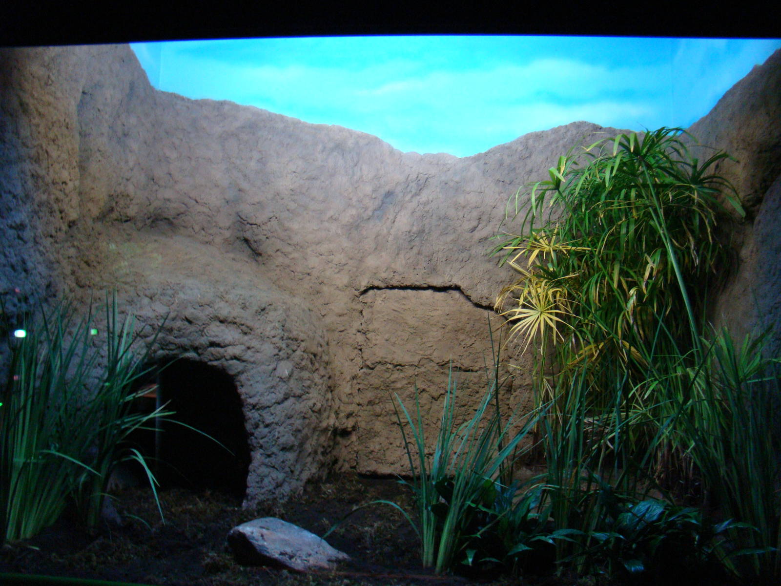 Terrarium Bothrops jararacussu