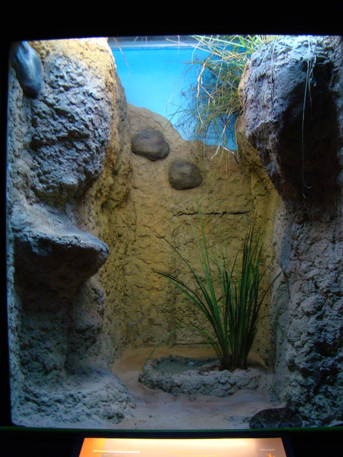 Terrarium Bothrops moojeni