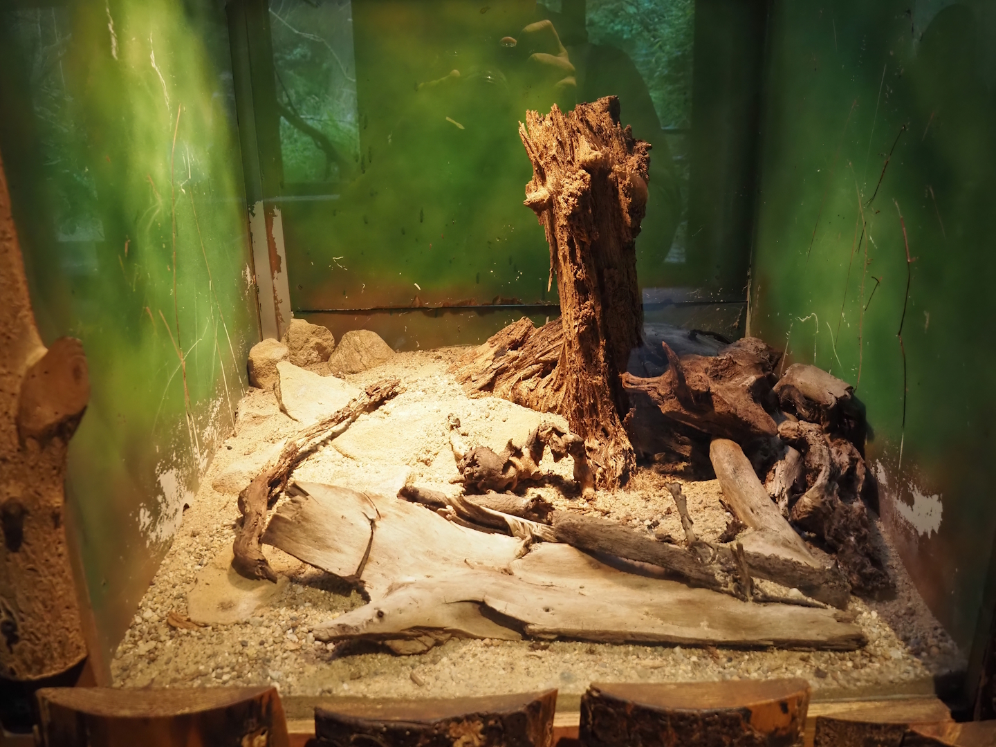 Terrarium Brachypelma emilia, 2025-05-22