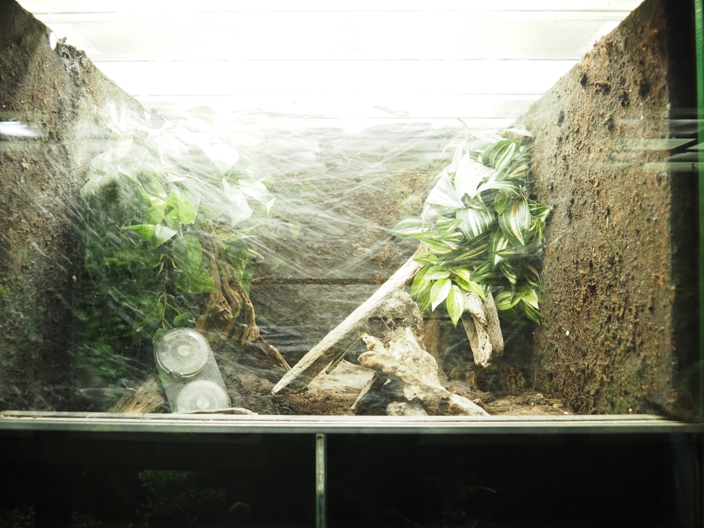 Terrarium Brazilian salmon pink bird-eating tarantula (Lasiodora parahybana), Oct 13th, 2018