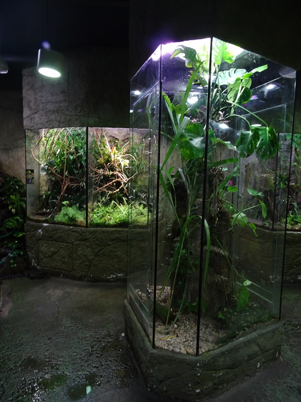 Terrarium building (Gecko & Poison dart frogs)