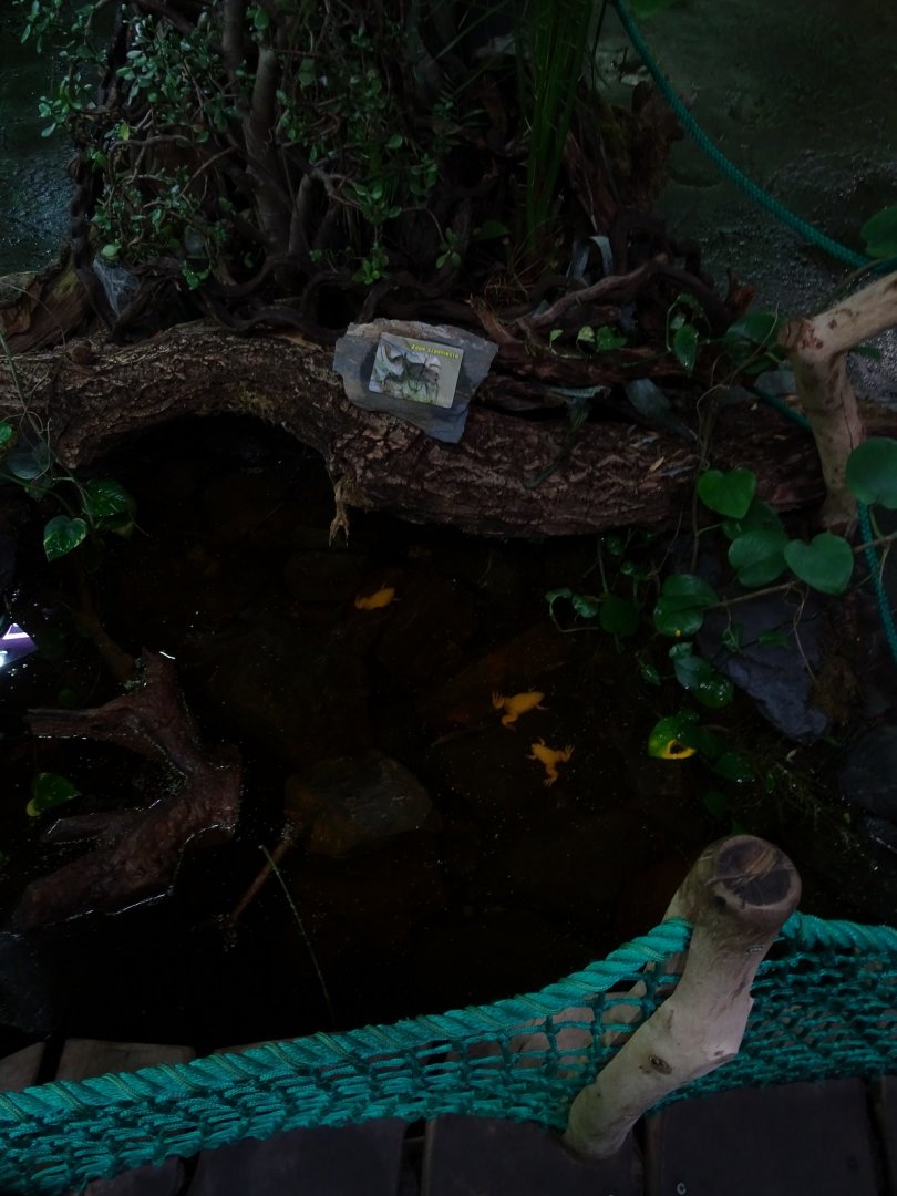 Terrarium building; Pond with African clawed frogs