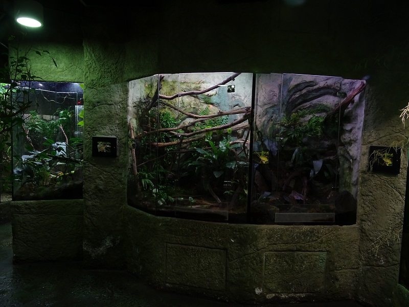 Terrarium building (Tree frogs)