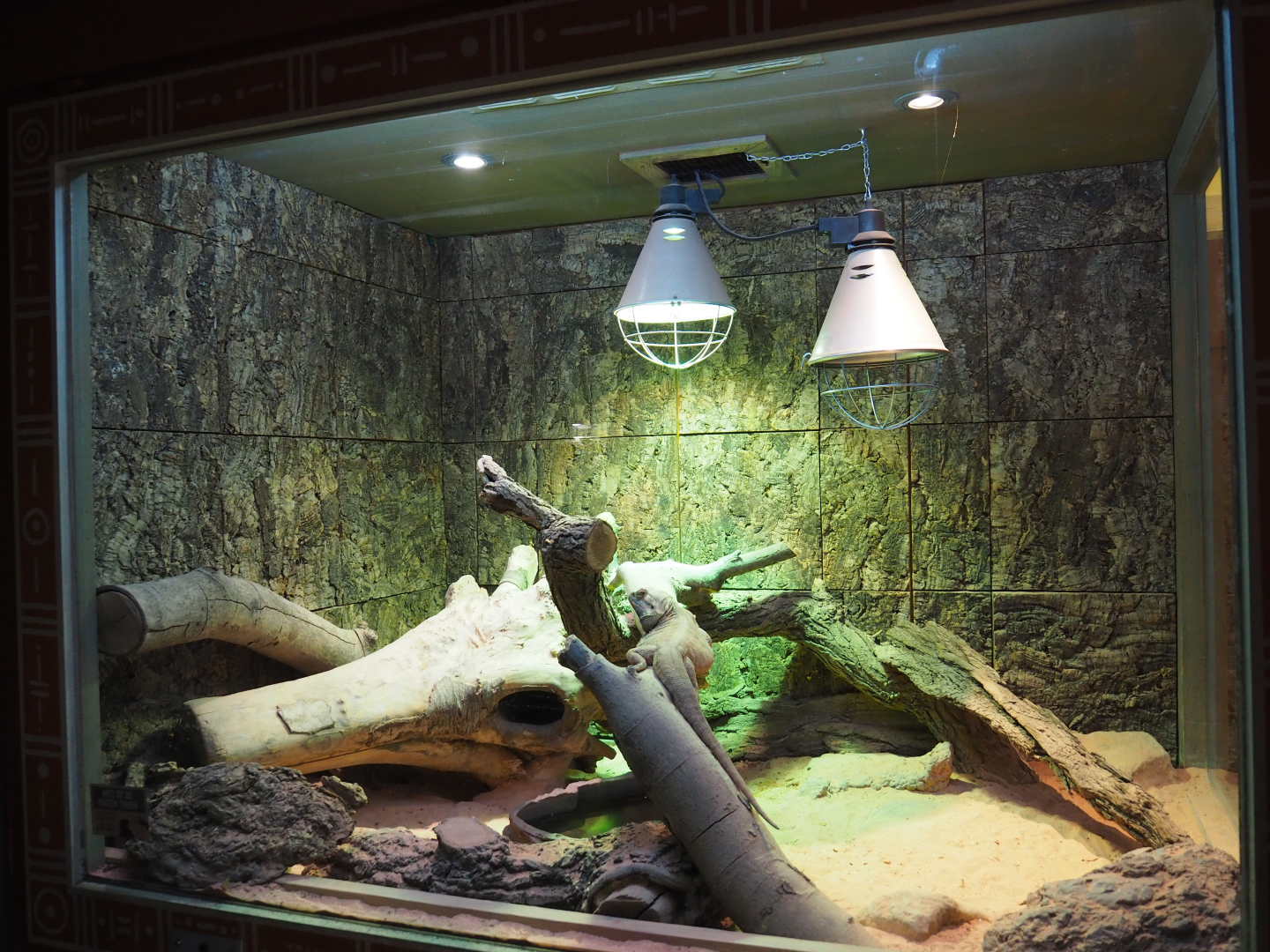 Terrarium Central bearded dragon, 2020-01-11