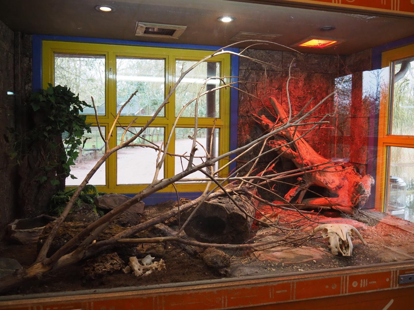 Terrarium Children's python, 2020-01-11