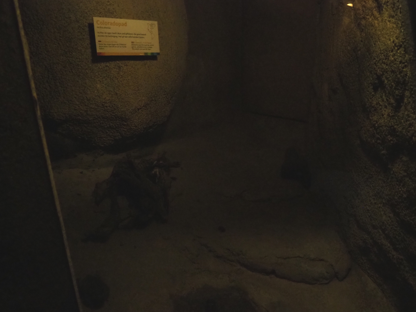 Terrarium Colorado River toad (Sep 16th, 2018)