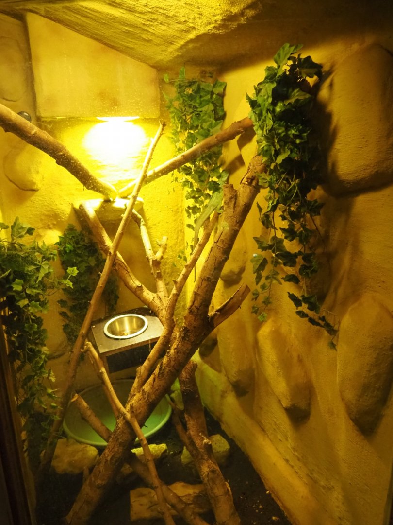 Terrarium common basilisk