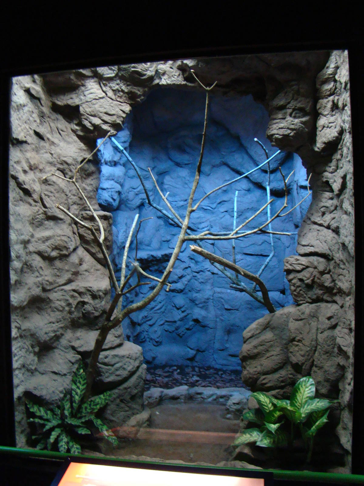 Terrarium Corallus hortulanus