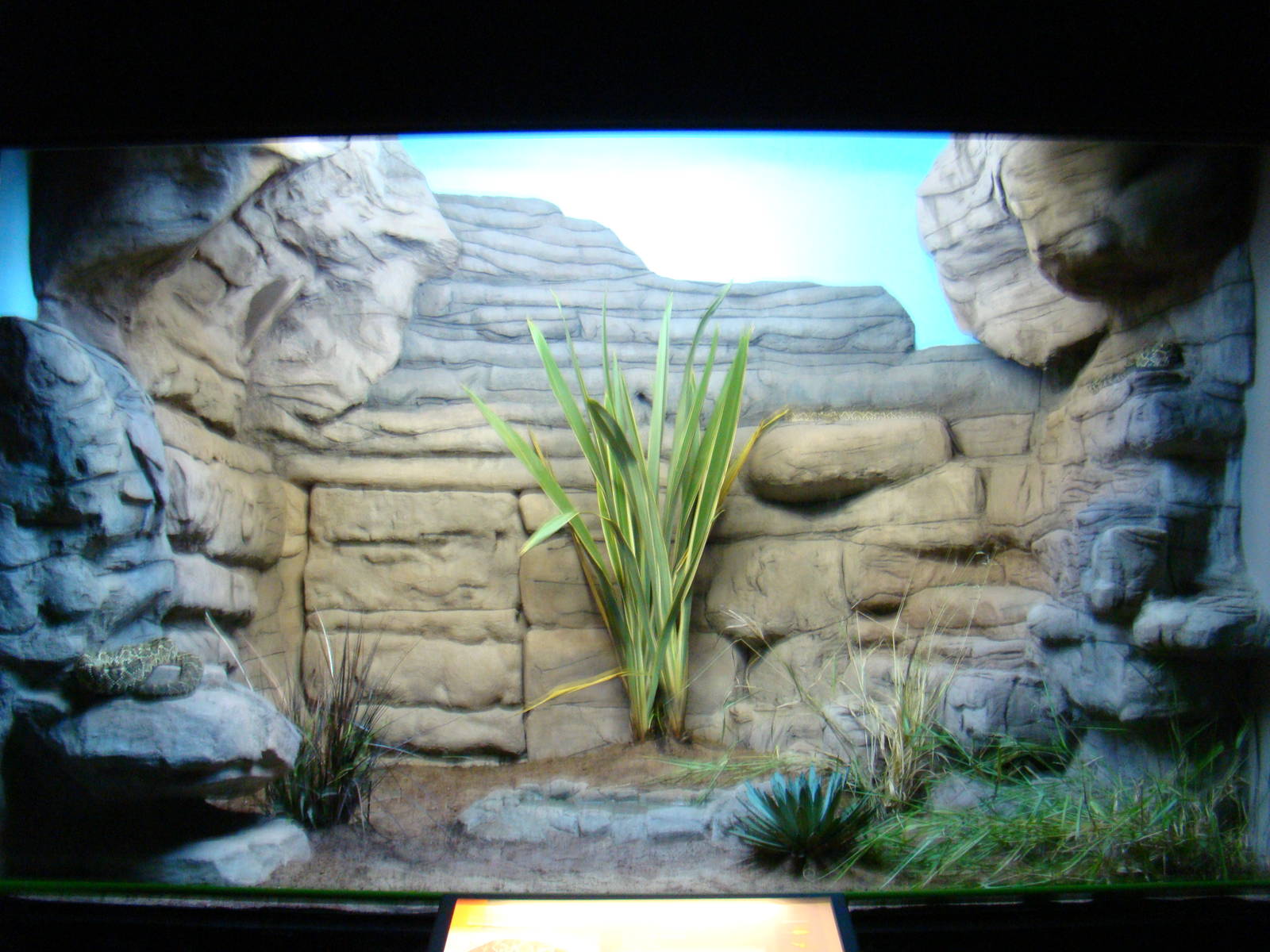 Terrarium Crotalus durissus