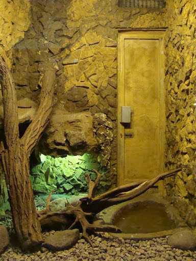 Terrarium - Cyclura cornuta