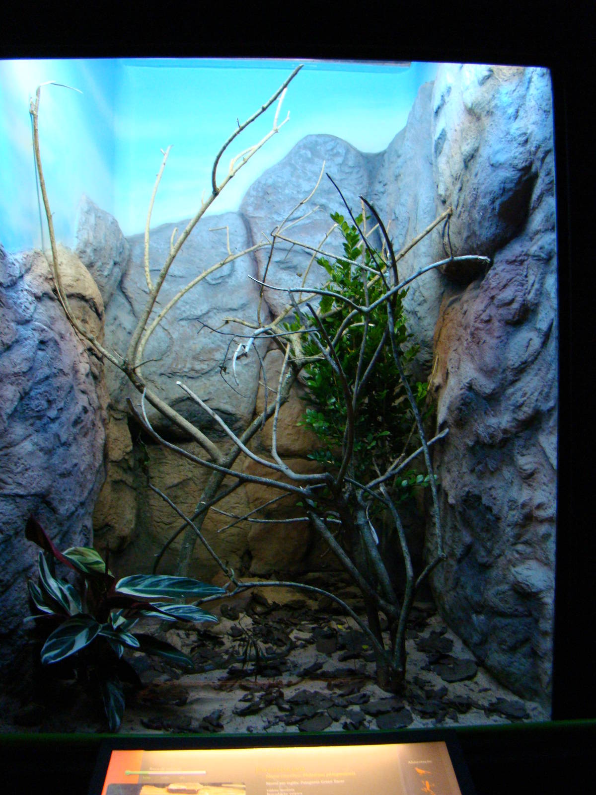 Terrarium Drymarchon corais