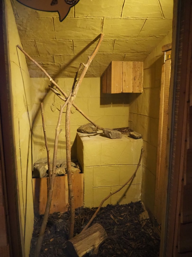 Terrarium Dumeril's boa