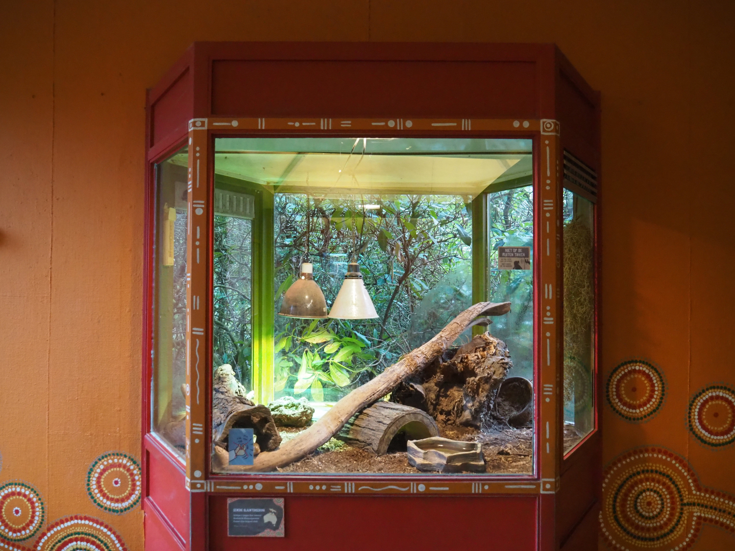 Terrarium Eastern blue-tongued skink, 2020-01-11