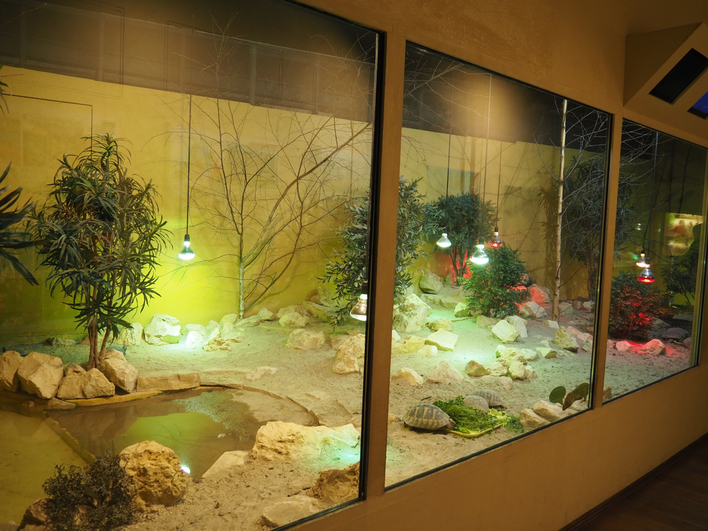 Terrarium Eastern Hermann's tortoise and European pond turtle, 2020-09-02