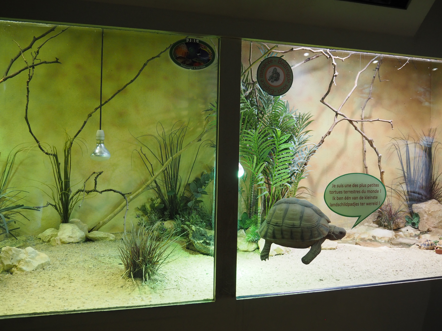 Terrarium Egyptian tortoise, 2020-09-02