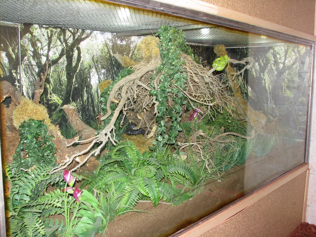 Terrarium, Emerald Tree Boa Enclosure